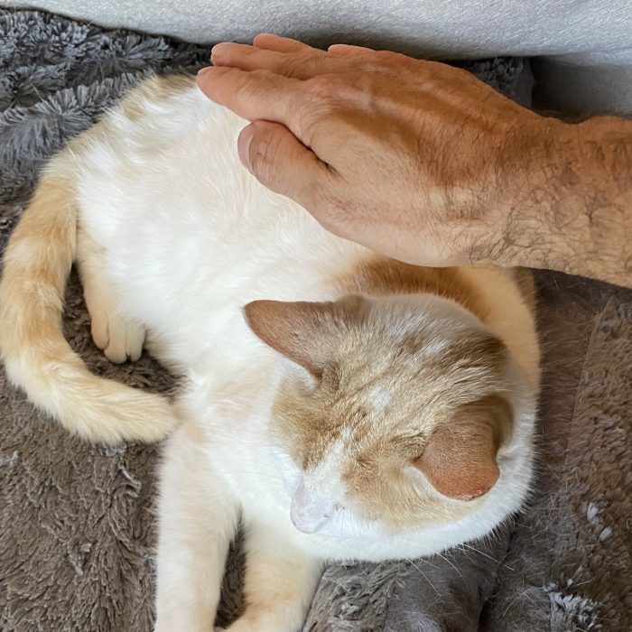 Buy Animal Reiki Healing Session 30 minutes in-Person $90
