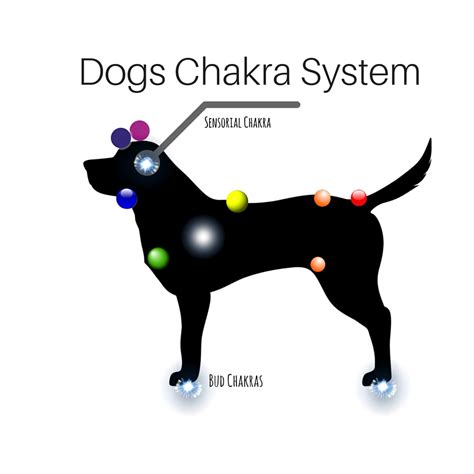 Reiki Dog Chacra TCGAU Reiki Dog Chacra TCGAU