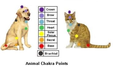 reiki cat and dog chakra TCGAU reiki cat and dog chakra TCGAU